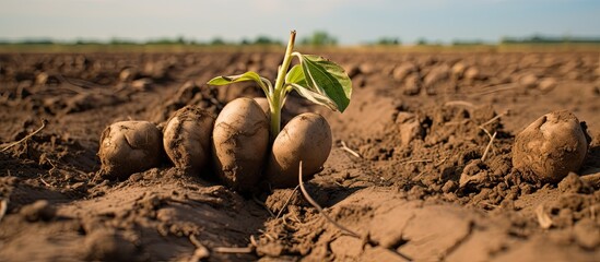 Fototapete - Potato plants withering due to lack of water, in cracked soil during a dry spell impacted by climate change. with copy space image. Place for adding text or design