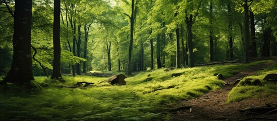 Wall Mural - Deciduous forest in summer, with ample copy space image available.