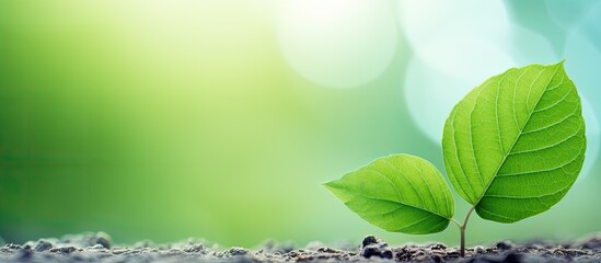 Poster - An image of a bright green leaf with a lot of empty space around it for adding text or other elements is what you see. with copy space image. Place for adding text or design