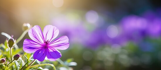 Leinwandbilder - Vivid purple flower with blurred background, ideal for copy space image.