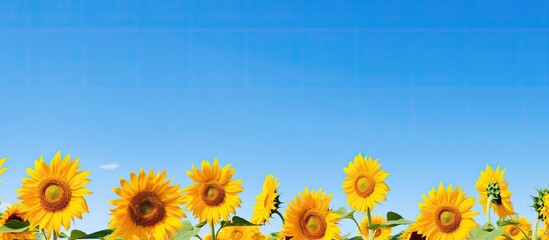 Poster - Sunflowers set against a clear blue sky, providing a scenic copy space image.