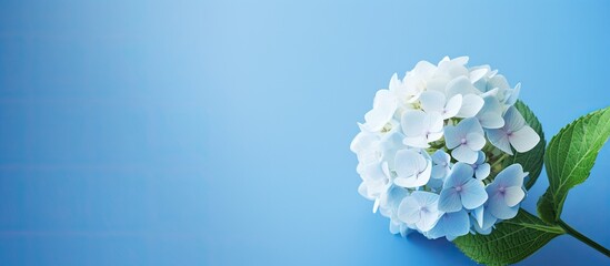 Fototapete - Hydrangea sprig on a blue backdrop with copy space image.