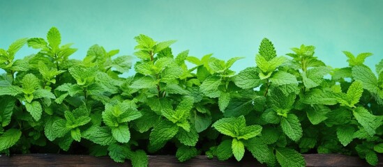Aufkleber - Gorgeous Mexican mint plants against a blank copy space image.