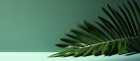 Stylish background for presentation featuring a palm leaf on green surface with a shadow, ideal for projects needing a copy space image.