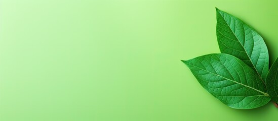 Poster - An image of a bright green leaf with a lot of empty space around it for adding text or other elements is what you see. with copy space image. Place for adding text or design