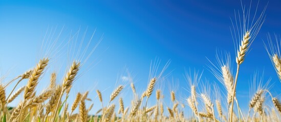 Poster - Barley straws in a cultivated field with a blue sky backdrop, shown in low angle with plenty of copy space image.
