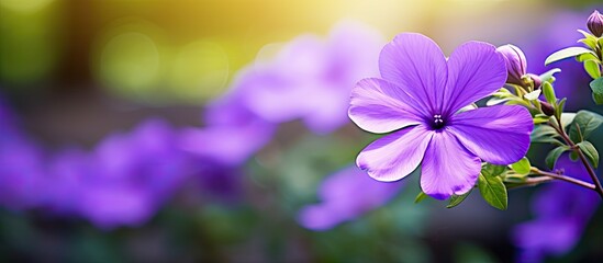 Leinwandbilder - Vivid purple flower with blurred background, ideal for copy space image.