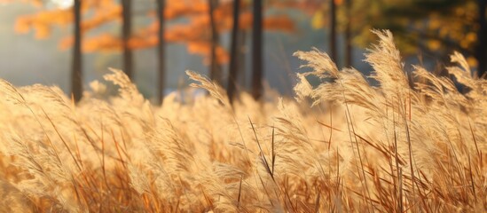 Wall Mural - Autumn grass set against a forest background, designed with a copy space image.