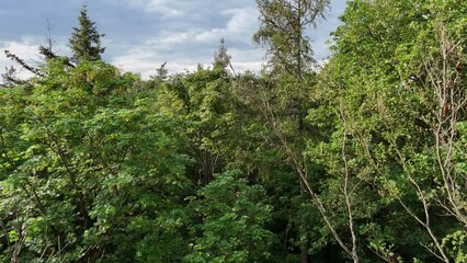 Wall Mural - Wald im Rhein-Main-Gebiet