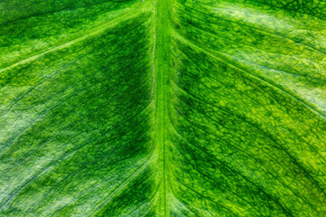 Wall Mural - Macro photo of Autumn Foliage.Green leaf as background.Nature texture of leaf.Macro