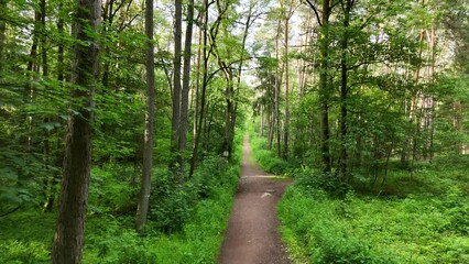 Poster - Waldweg