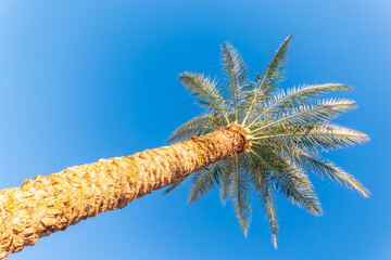 Wall Mural - Palm tree with green leaves on blue background