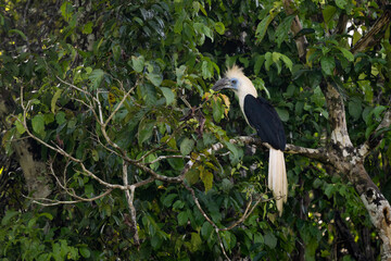 Wall Mural - White-crowned Hornbill - Berenicornis comatus, unique beautiful hornbill endemic to tropical forests of South East Asia, Kinabatangan river, Borneo, Malaysia.