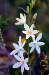 Wall Mural - St Bernard's lily plant (Anthericum liliago) in flower