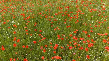 Wall Mural - Klatschmohn (Papaver rhoeas), 
Wiese von oben im Frühsommer