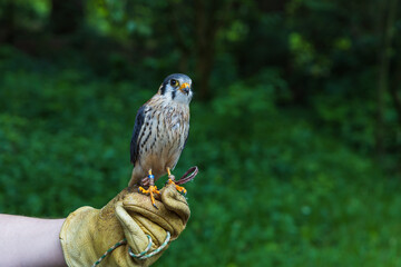 Wall Mural - Beautiful little predator Sparrowhawk - Falco sparverius led by a falconer