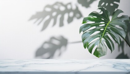 Wall Mural - 3d beautiful foliage of tropical monstera plant in sunlight leaf shadow on glossy table counter and white wall with space in background for luxury summer nature organic product display backdrop