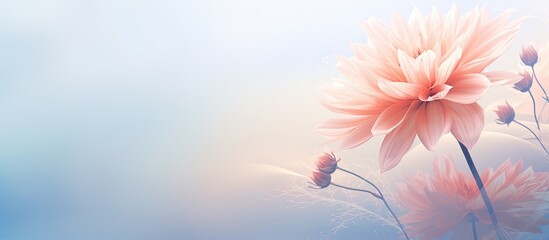 Poster - Soft style sweet colored flower for a background with copy space image.