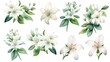 © Peter - Vibrant Watercolor Flowers on White Background for Decor and Design Generative AI