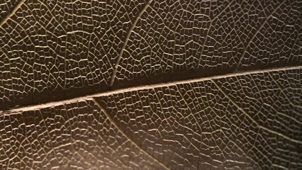 Wall Mural - macro photography, natural plant background in the form of a skeletonized leaf of light beige color, close up