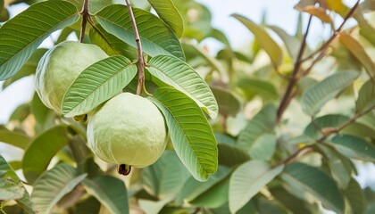 Wall Mural - guava on tree