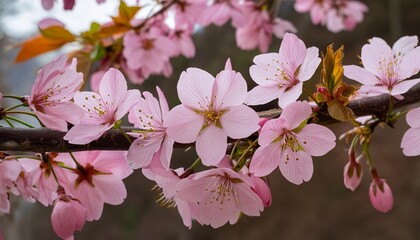 Wall Mural - a webpage banner of fresh bright pink cherry blossom flowers on a tree branch in spring sakura springtime season isolated against a transparent background