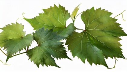 Wall Mural - wild grape vine leaves with green colors isolated on transparent background png with high resolution