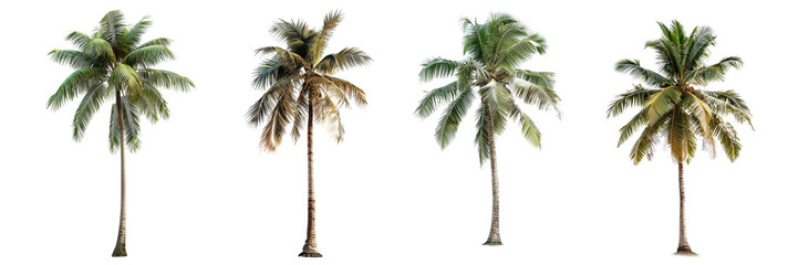 Set of coconut palm tree standing tall isolated on a transparent background