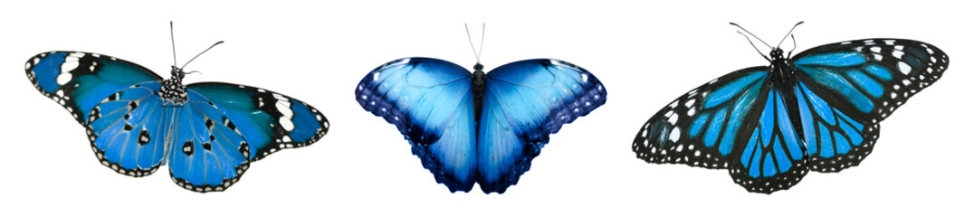 Poster - Blue butterflies on white background. Beautiful insect