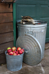 Wall Mural - Raccoon (Procyon lotor) Looks Left From Inside Garbage Can With Food on Face