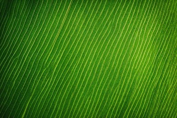 Wall Mural - green bamboo background