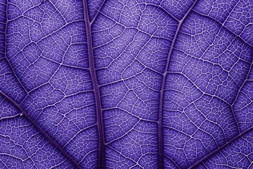 Canvas Print - texture of leaf