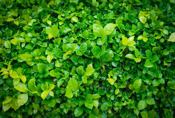 Empty green leaves field for environment or energy  background.Natural garden concept, leaves pattern  textured, seamless wallpaper, nature wall, space for work, banner, advertise, slide, copy space.