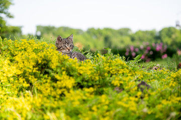 Canvas Print - Cute tabby kitten outside laying down in yellow flowers