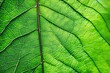 © birdmanphoto - green leaf texture