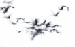 © ADDICTIVE STOCK - Abstract motion blur of cranes in flight against white background