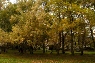 Wall Mural - Scenic autumn landscape in a forest