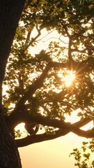 Canvas Print - Sunset light through the oak tree branches. Beautiful oak tree sunlight among its branches and leaves. Summer landscape scene. Nature concept detail