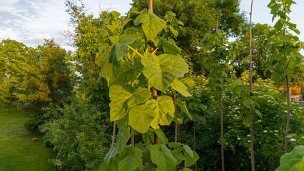 Wall Mural - Paulownia Tomentosa (Foxglove Tree) tree. paulownia plant leaves greenery