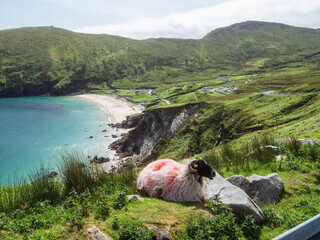 Wall Mural - A sheep is grazing on a grassy hillside overlooking Keem bay and beach, Ireland The scene is peaceful and serene, with the sheep being the only living thing in the image. Irish nature landscape.