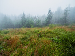 Wall Mural - a field of grass is covered in rain, with trees in the background. scene is calm and peaceful, as th
