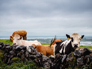 A cow is grazing in a field behind a stone wall. The wall is made of large rocks. The scene is peaceful and serene, with the cow enjoying the grassy field. Farming in Ireland