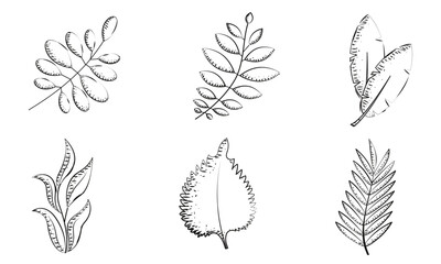 Poster - Set of leaves sketch icons Vector