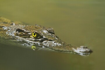 a saltwater crocodile lurks in the water