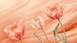 © Lolik - A closeup view of three pretty pink tulips set against a soft peach background