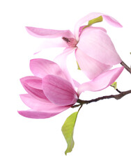 Wall Mural - Beautiful pink magnolia flowers isolated on white