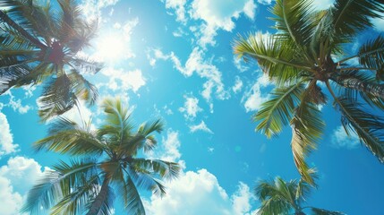 Caribbean Sky with Coconut Palms