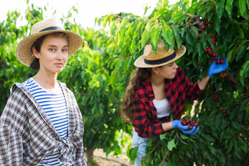 Sticker - Portrait of smiling female gardener after harvesting of cherries at farm garden