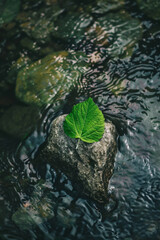 Wall Mural - A top down view of a green leaf on a rock in a river 