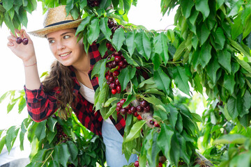 Wall Mural - Portrait of a positive farmer girl in a fruit nursery, picking a ripe cherry from a tree. Close-up portrait